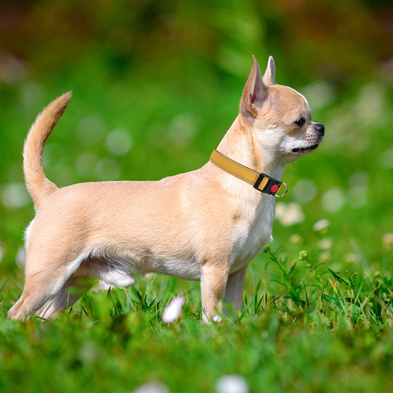 Collar Nylon Reflectante Neopreno Forrado Ajustable para Perros Cachorro Gris Taglory Collar Perro 