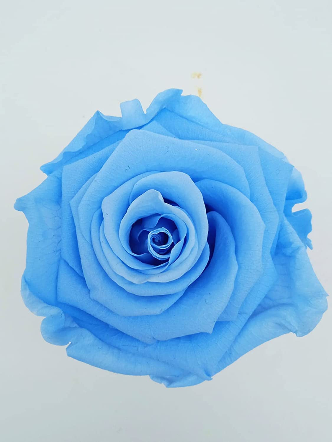 Rosas eternas Azul Celeste. Cúpula de 25 cm. Rosas eternas Azules. Musgo  preservado. Rosas Azules preservadas. Hecho en España