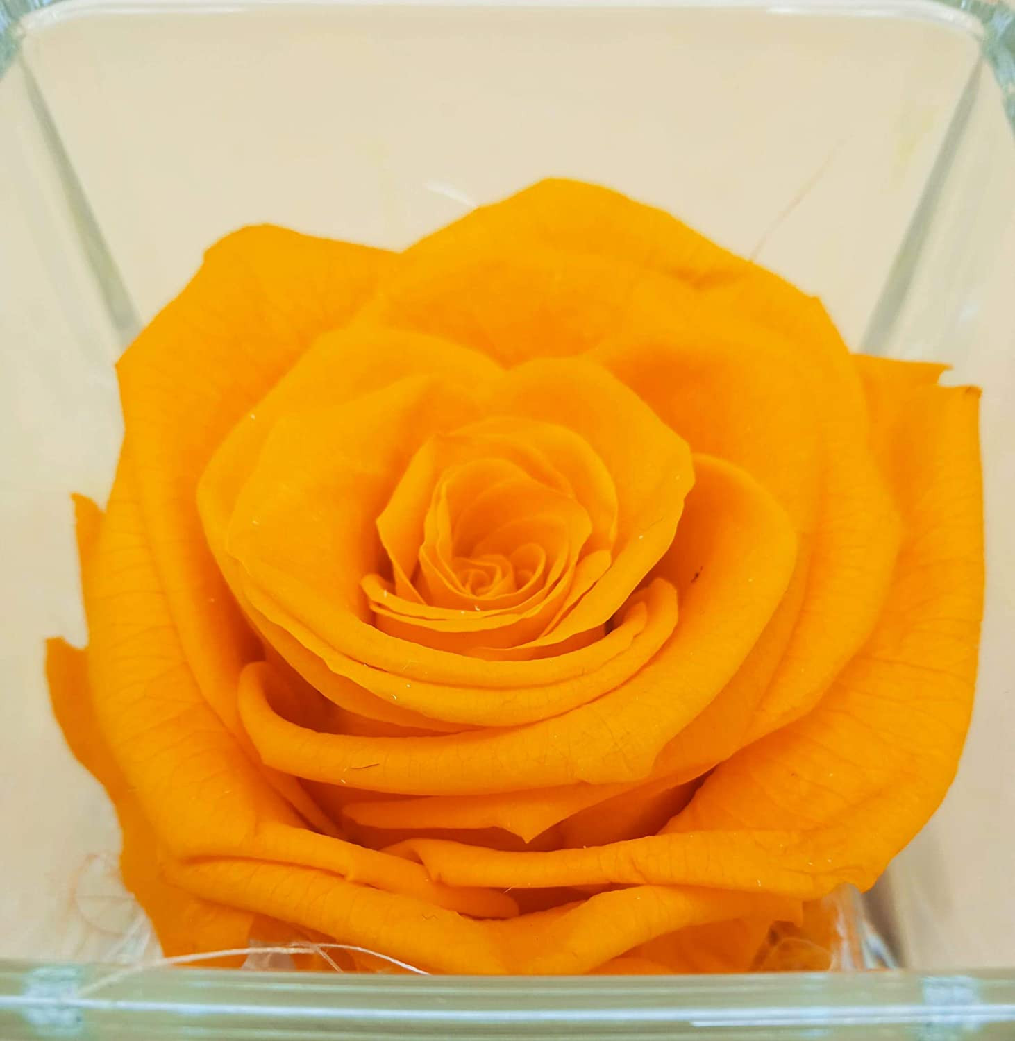 Rosa eterna Naranja. Cubo de Cristal. Rosa Naranja preservada. Rosa eterna  Naranja preservada. Hecho en España.